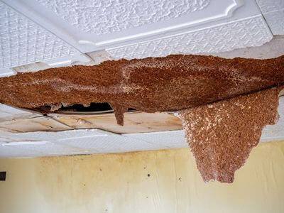 Professional water damage restoration services in Santaquin, UT - TrueBlue Water Restoration